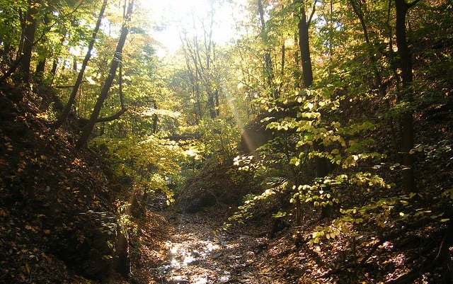 Schenley Park