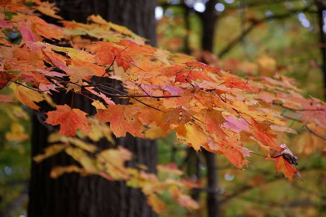 Leaves in Frick Park