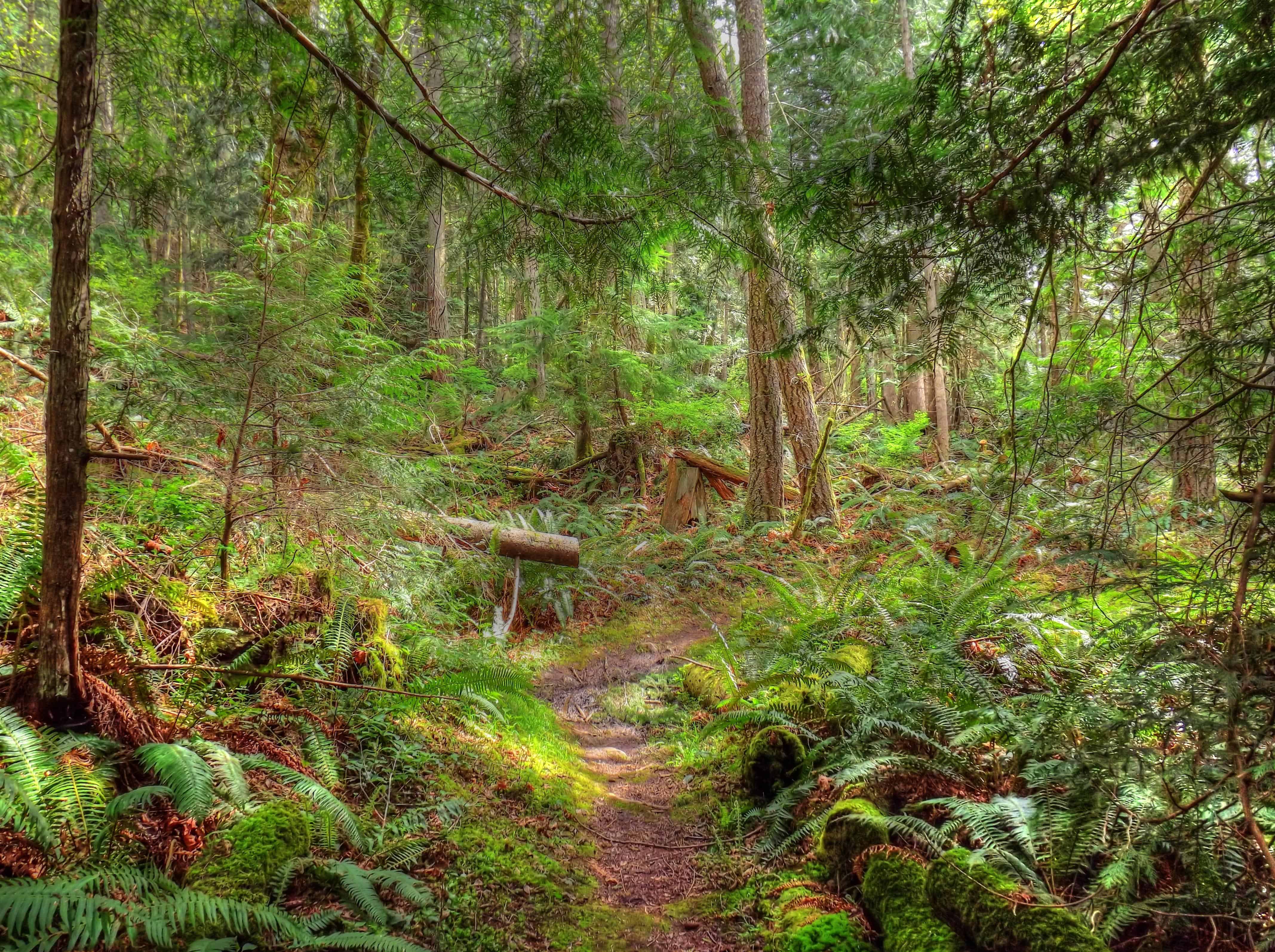 Best hiking trails outlet in allegheny national forest